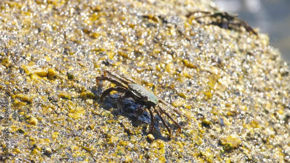 Crab on the rock at the beach Crab on the rock at the beach