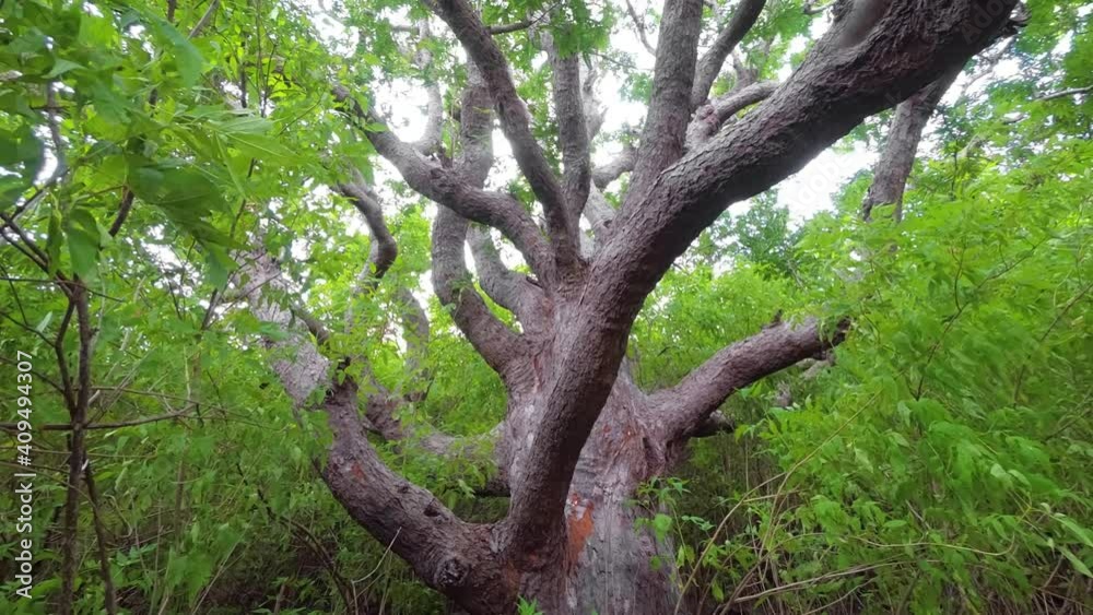 Mauritius island. Large tropical tree in thicket Mauritius island. Large tropical tree in thicket