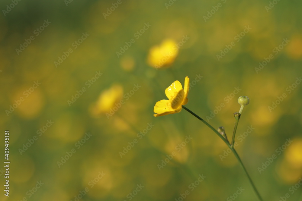 Obraz premium yellow flower