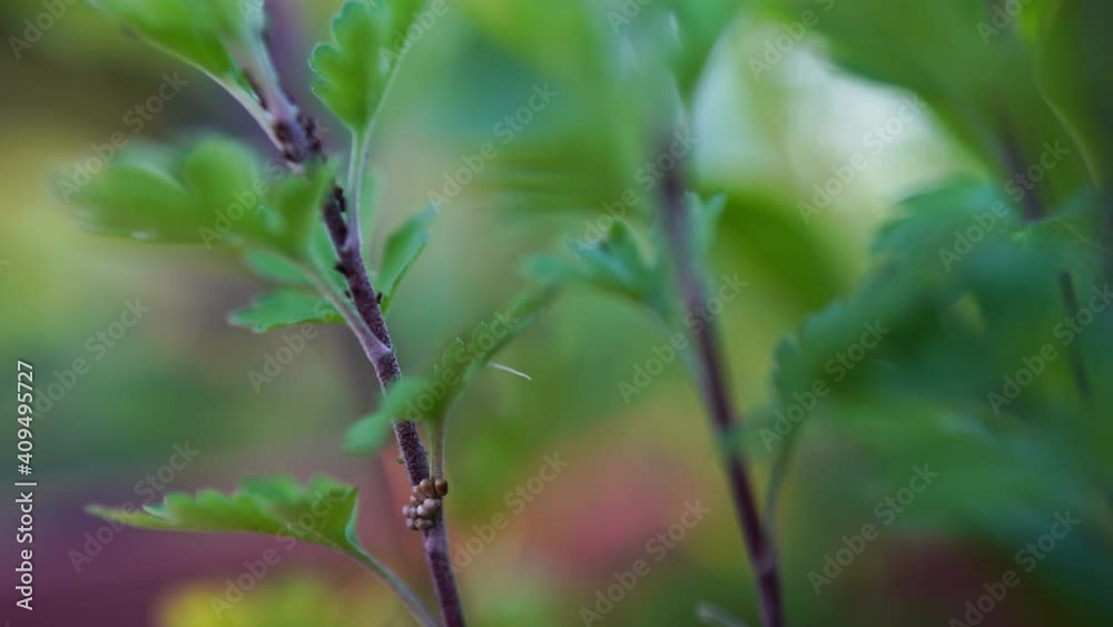 Dangerous parasites in agriculture and gardening, colony of insect pests attacking growing plants and destroying stems, leaves and roots. Problem of flora conservation Dangerous parasites in agriculture and gardening, colony of insect pests attacking growing plants and destroying stems, leaves and roots. Problem of flora conservation