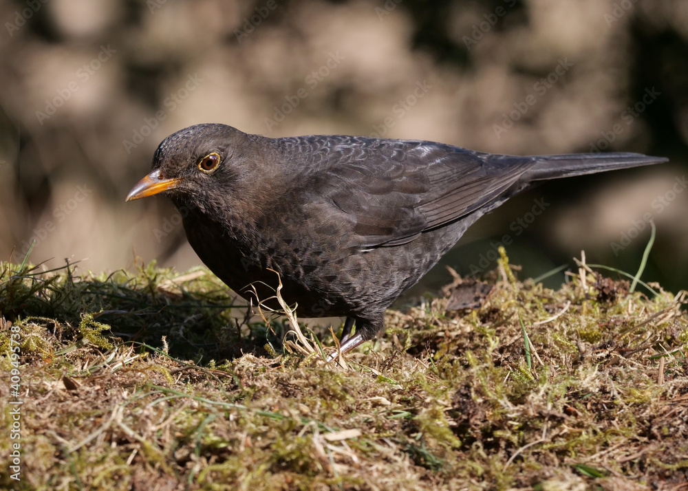 eine weibliche amsel sitzt am boden auf moos, Turdus merula eine weibliche amsel sitzt am boden auf moos, Turdus merula