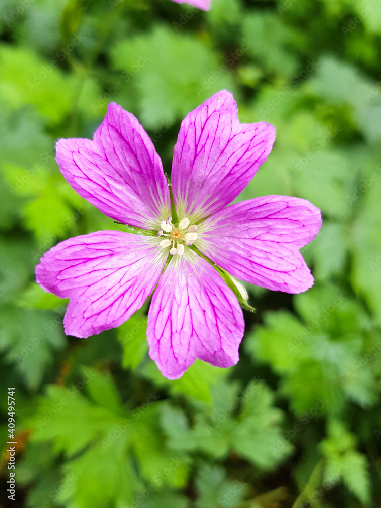 Geranium Brookside (in herman Storchschnäbel or Storchschnabel) Geraniaceae Geranium Brookside (in herman Storchschnäbel or Storchschnabel) Geraniaceae