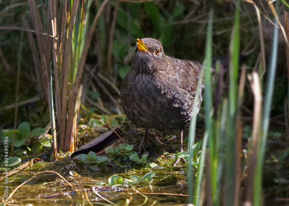 eine amsel steht an einem teich, turdus merula