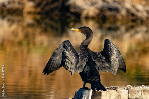 cormorant on a branch photo