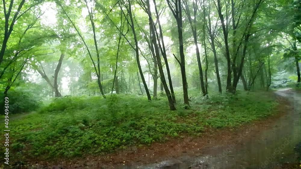 Heavy Rain in a Ukrainian Forest, with Sound Heavy Rain in a Ukrainian Forest, with Sound