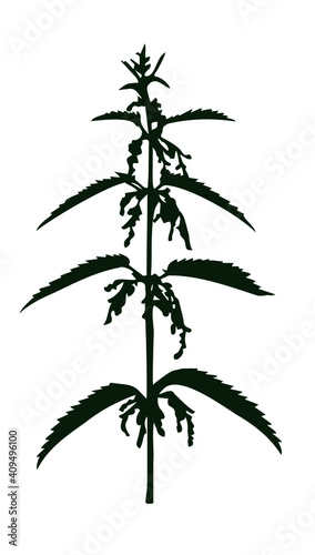 Silhouette of a medical nettle plant in bloom