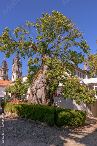 Old chestnut tree with 700 years , Lamego Portugal 
