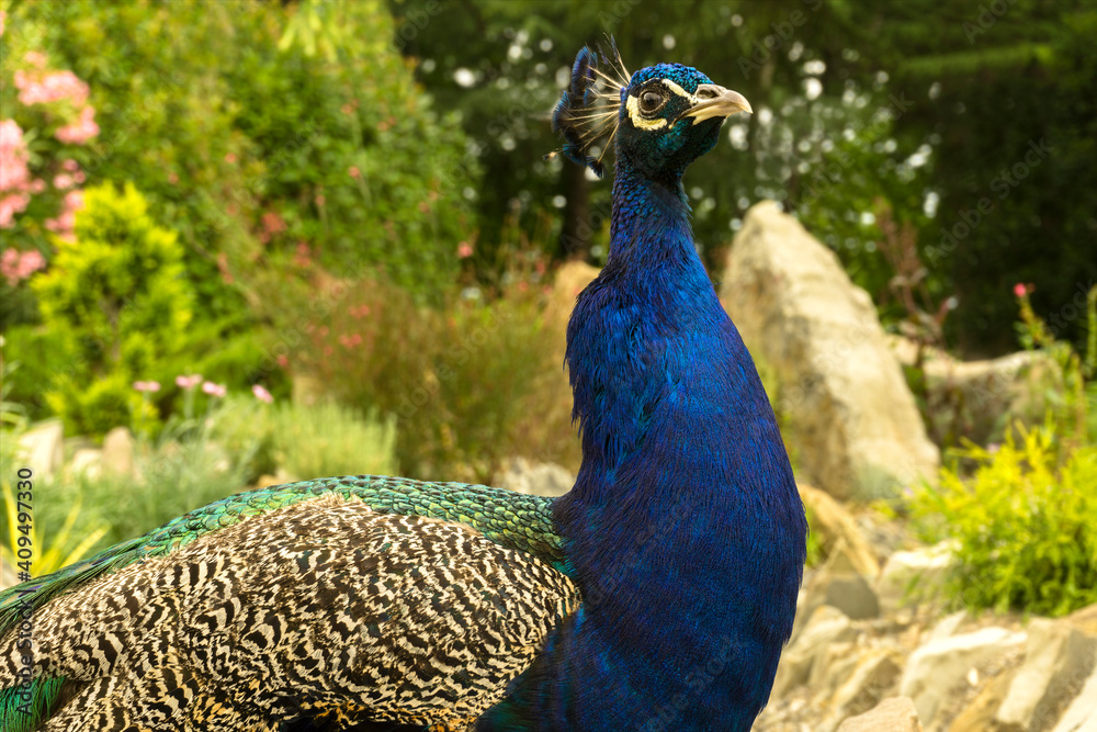 Obraz premium Peacock bird, looks wary, beautiful, bright, close-up. Genus of large birds from the pheasant subfamily.
