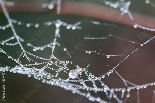 spider web with dew drops	