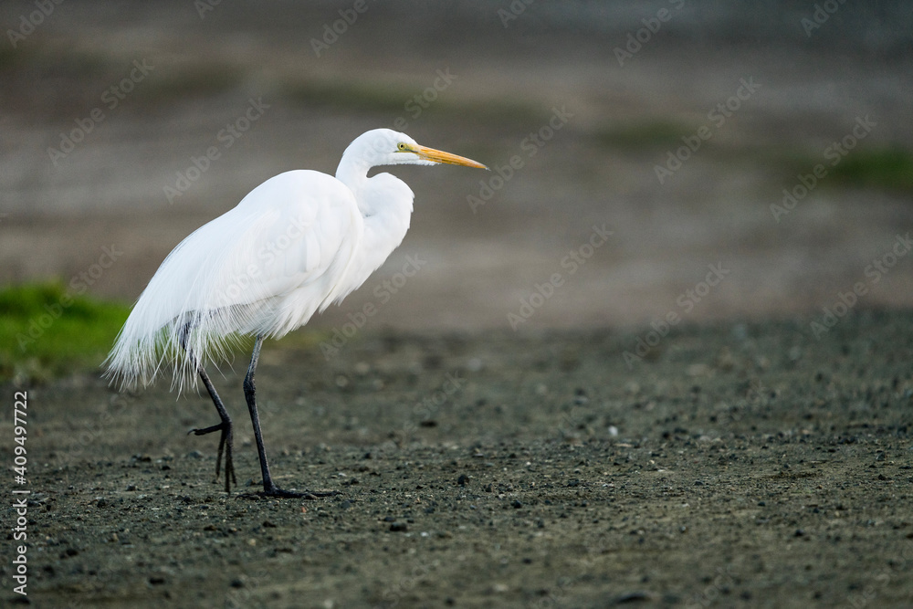 great heron great heron