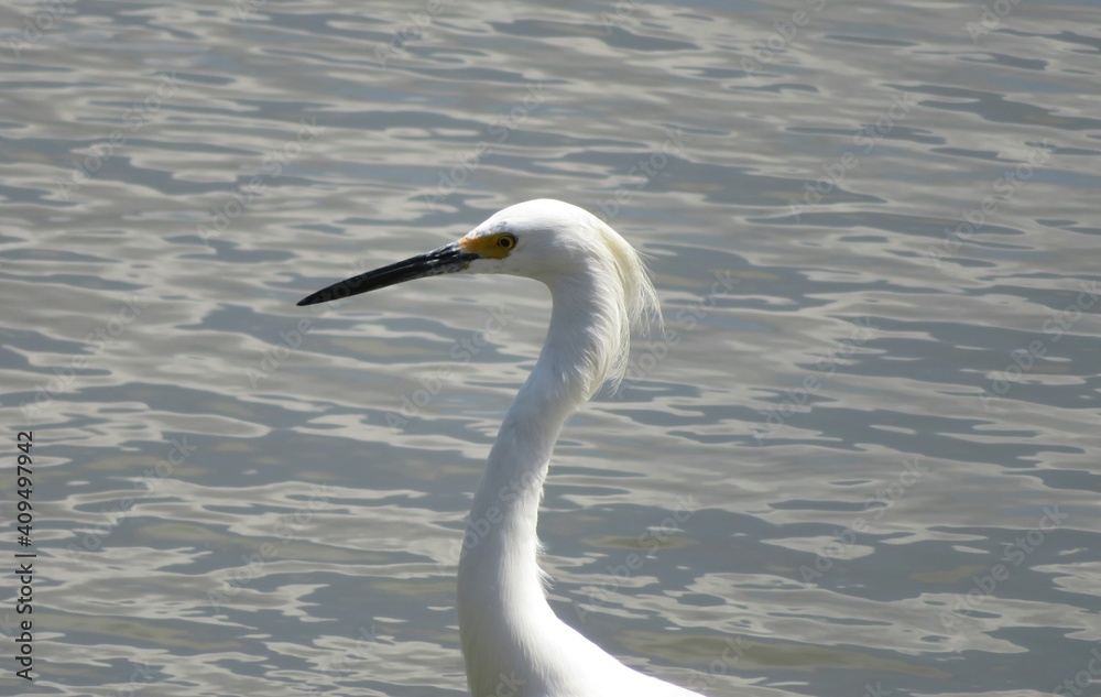White snowy heron on river water background in Florida nature White snowy heron on river water background in Florida nature