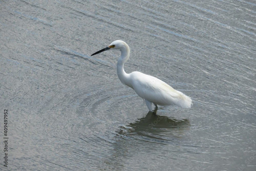 White heron hunting in the water White heron hunting in the water