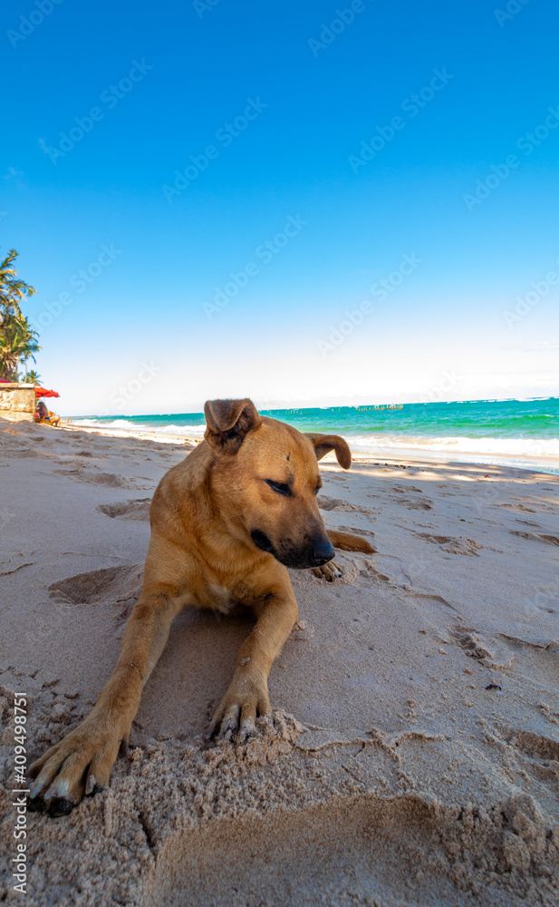 cachorro na praia com água cristalina cachorro na praia com água cristalina