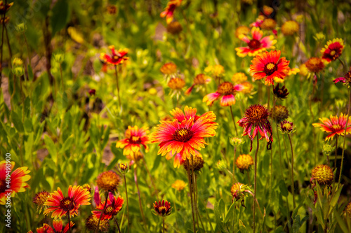 Orange coneflower wild flowers in a field with those in foreground in focus and back bokeh - Selective focus - background.