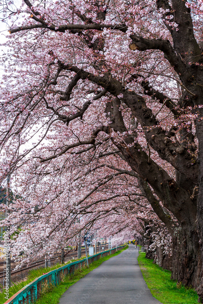 Sakura tunnel and walkway with japanese cherry blossom blooming at Hitome Senbon beside Shiroishi Riverside. Miyagi, Japan Sakura tunnel and walkway with japanese cherry blossom blooming at Hitome Senbon beside Shiroishi Riverside. Miyagi, Japan