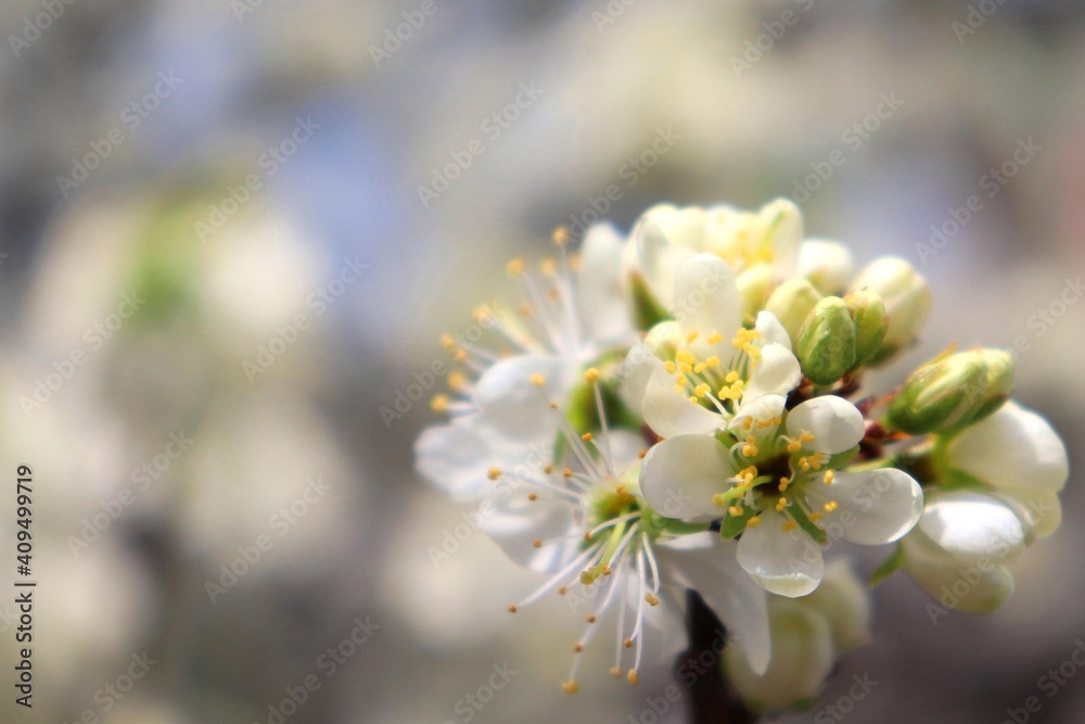White cherry flowers blossom cluster with buds. Macro detail of blooming cherry tree truss. Background out of focus, copy space. White cherry flowers blossom cluster with buds. Macro detail of blooming cherry tree truss. Background out of focus, copy space.