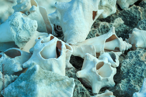 seashells on grey background in Aruba island photo