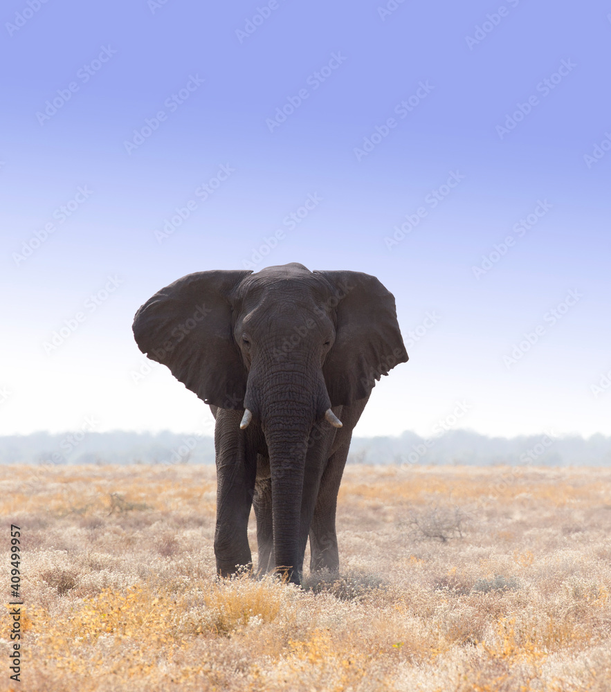 Naklejka premium A view of elephant in Namibia