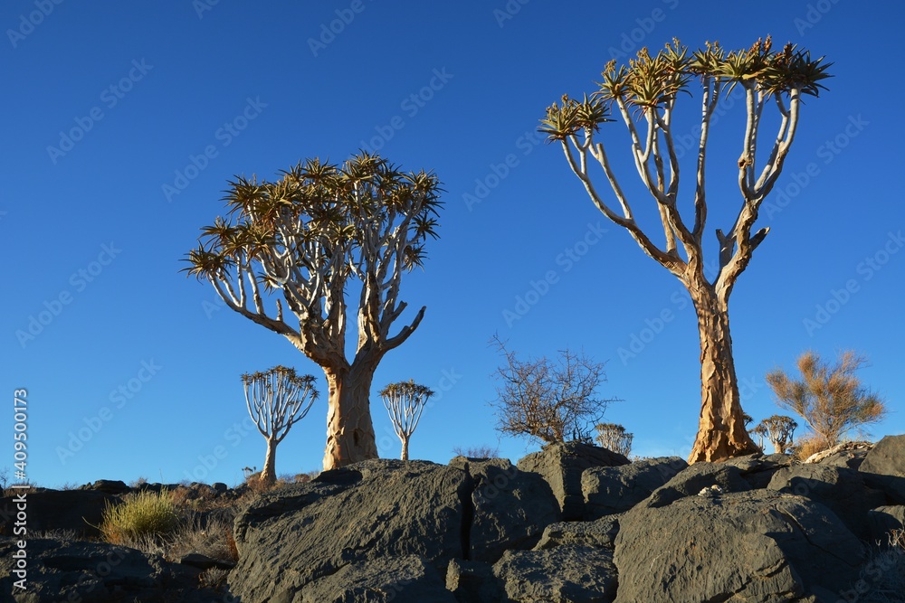 Köcherbäume (aloe dichotoma) im Namib Naukluft Park in Namibia. 