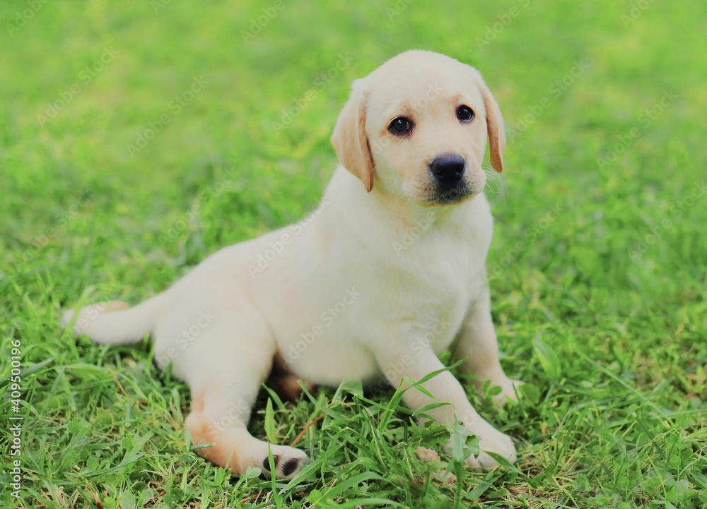 Close up of puppy dog Labrador Retriever in summer day