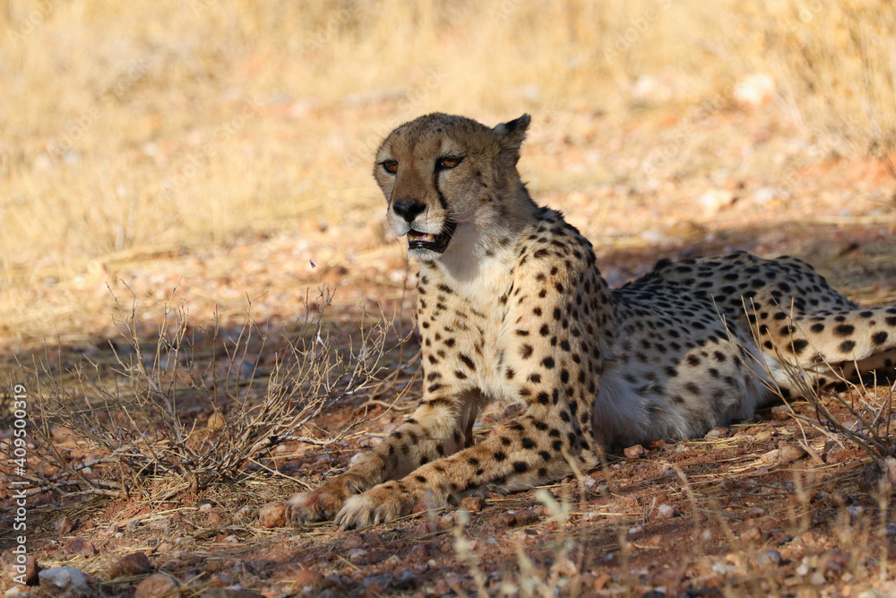 Cheetah in the savanne - Namibia, Africa Cheetah in the savanne - Namibia, Africa