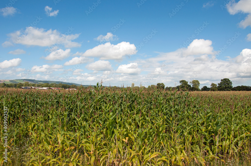 Corn field and blue sky