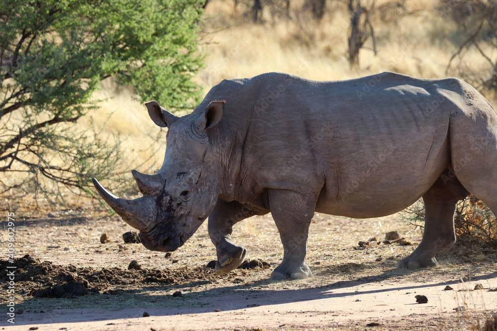Obraz premium wide-mouthed rhinoceros - Namibia Africa