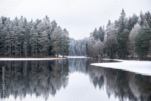 Frosty nordic forest, pine trees, frozen lake