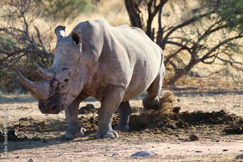 wide-mouthed rhinoceros - Namibia Africa