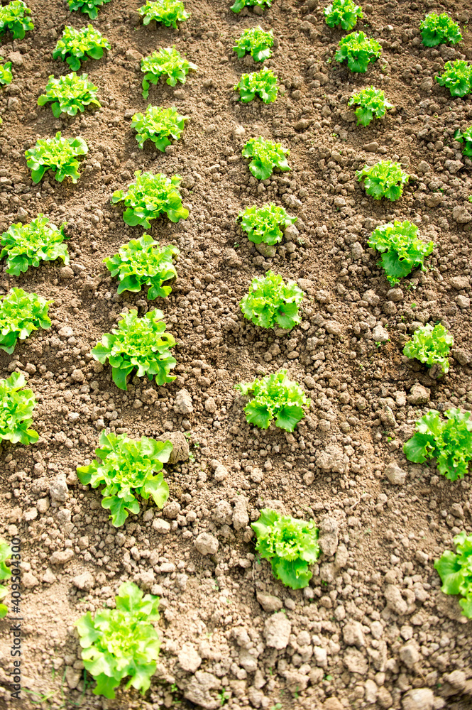 Plants de salades dans une serre bio Plants de salades dans une serre bio