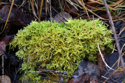 Green moss called hypnum cupressiforme. Located on the bank of a river, in a humid area. photo