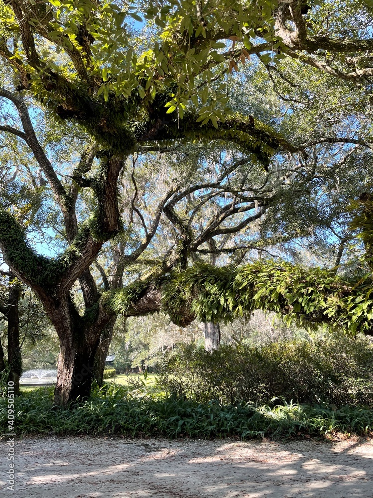 Virginia oak tree covered in fern at Eden Gardens State Park Florida Virginia oak tree covered in fern at Eden Gardens State Park Florida