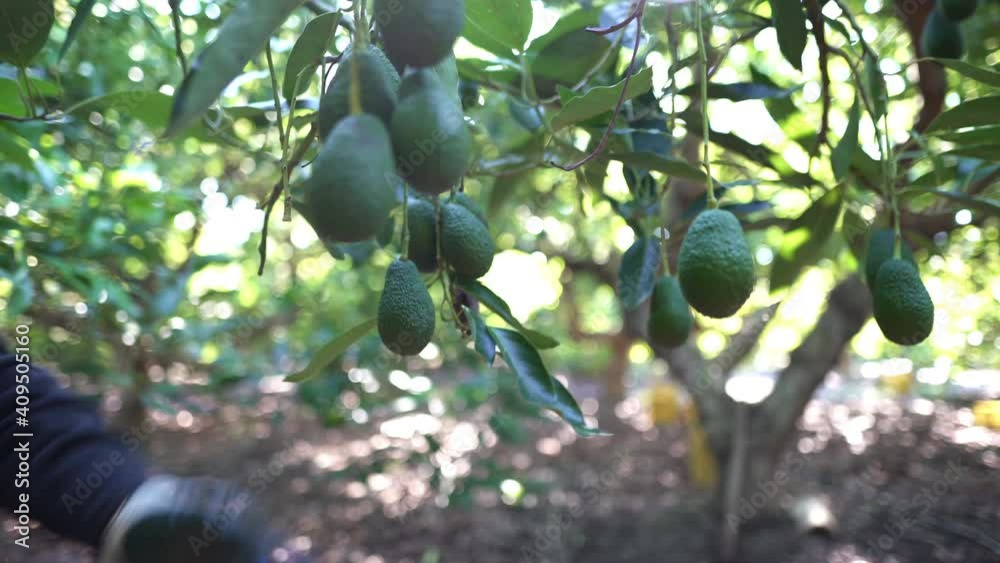 Harvesting hass avocados. Farmer cutting the avocado stick from the tree with pruning shears. Organic avocado plantations in Málaga, Andalusia, Spain.