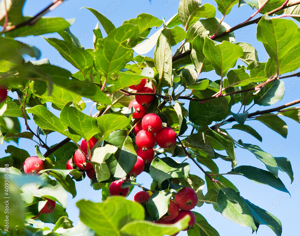 small red apples on the branches apple tree against blue sky background