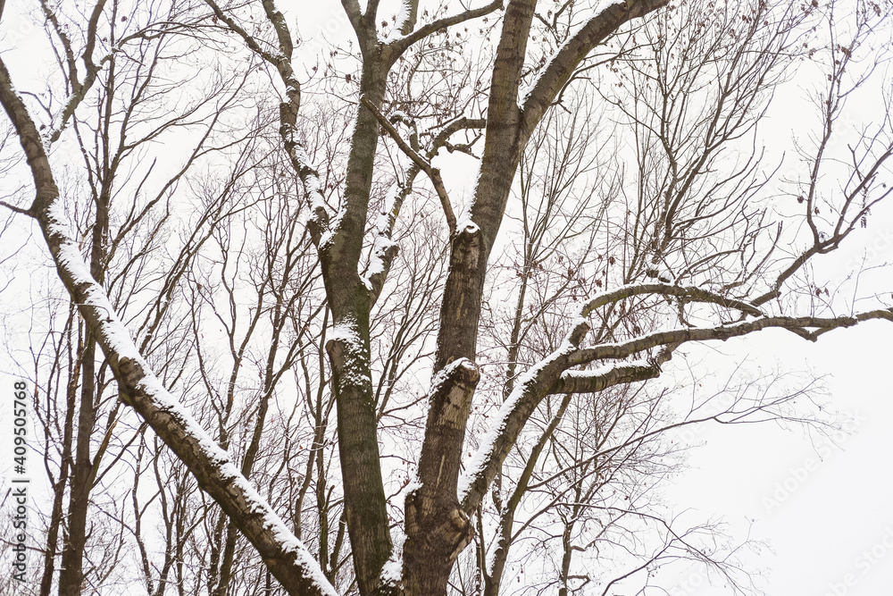 winter in Europe. snow covered branches. nature near the river and forest winter in Europe. snow covered branches. nature near the river and forest