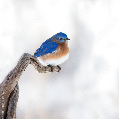 bluebird in snow winter