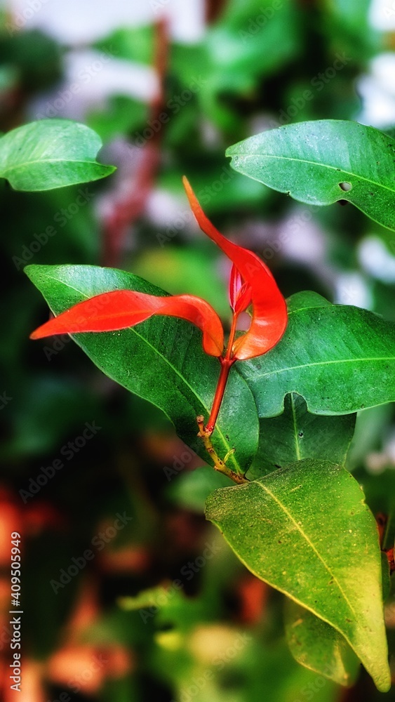 red and green leaves of a tree red and green leaves of a tree