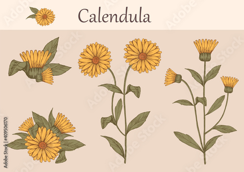 Hand-drawn image of calendula flowers with stems and leaves.botanical illustration. Healing Herbs for design Natural Cosmetics, aromatherapy,homeopathy.