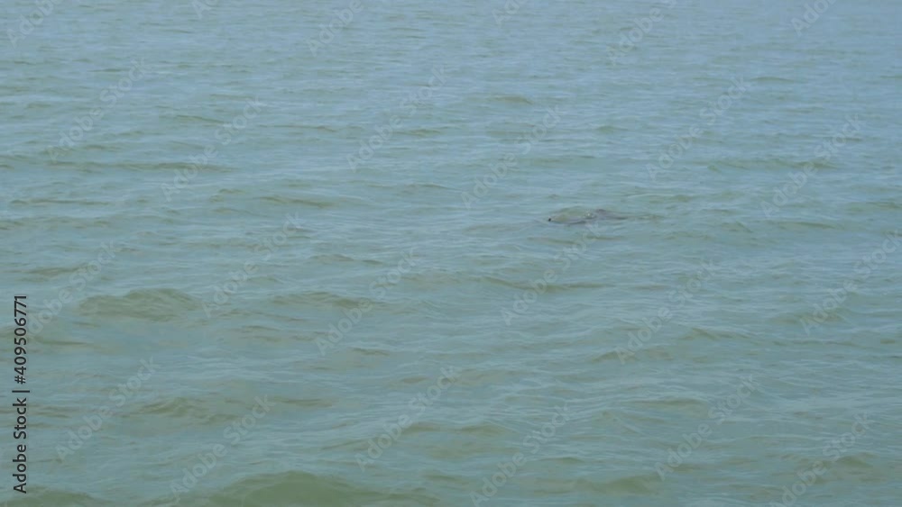 Close up video of Dolphin jumping out of water in slow motion. At Gulf of Kutch, Gujarat, India Close up video of Dolphin jumping out of water in slow motion. At Gulf of Kutch, Gujarat, India