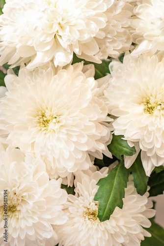 Close up bouquet of white chrysanthemum flowers