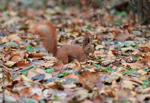 beautiful squirrel found a delicious nut