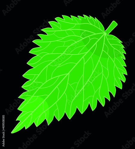 Green leaf, nettle leaf on black background