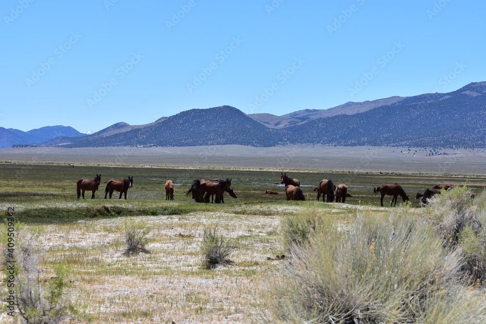 Wild horses grazing with their babies in a green meadow fed by spring water. Wild horses grazing with their babies in a green meadow fed by spring water.