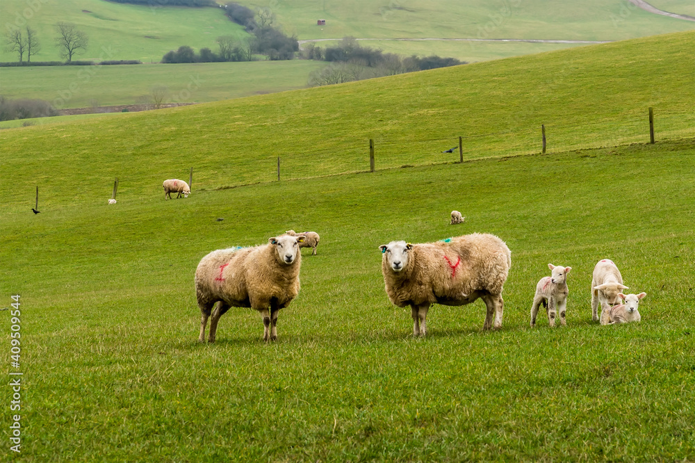 A pair of sheep with their lambs on a hillside field near Market Harborough, UK A pair of sheep with their lambs on a hillside field near Market Harborough, UK