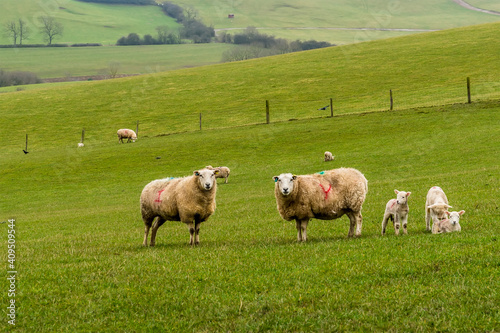 A pair of sheep with their lambs on a hillside field near Market Harborough, UK