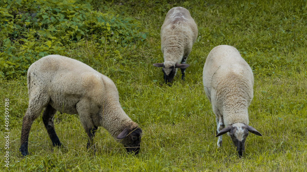 Three sheep graze in the open pasture and mow the grass Three sheep graze in the open pasture and mow the grass