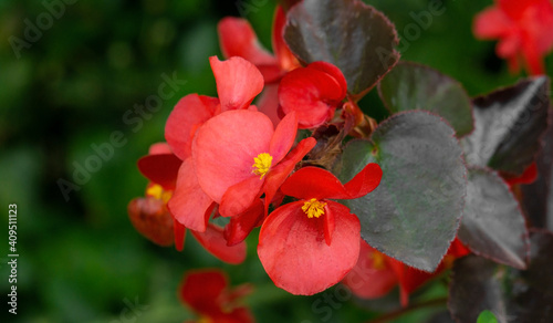 Selective focus of a begonia cucullata, also known as wax begonia and clubed begonia, is a species of the Begoniaceae that is native to South American photo