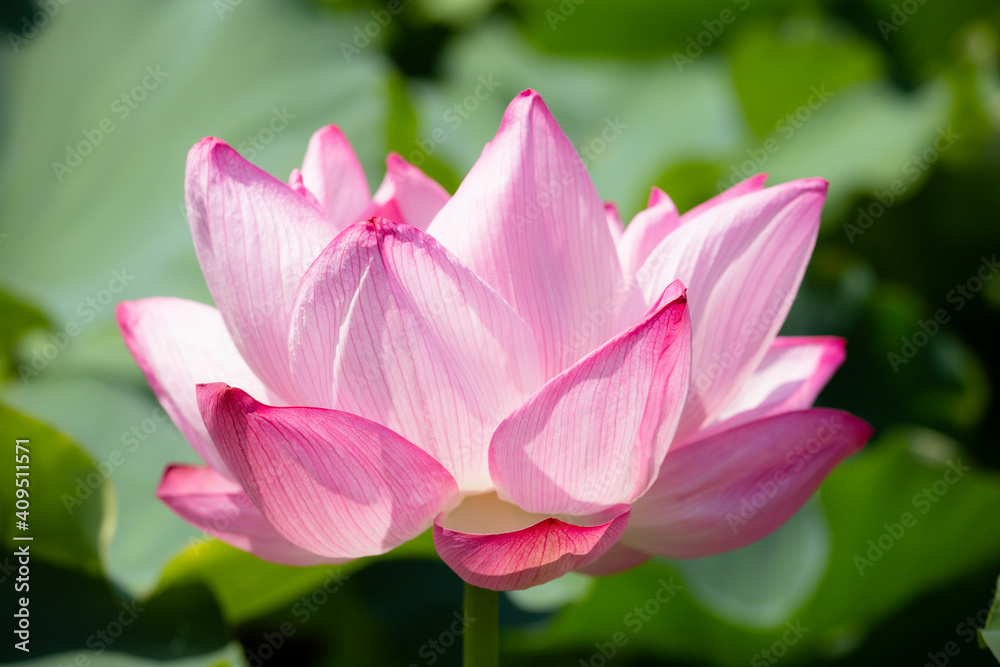 Pink water lily. Close-up picture of a beautiful flower with bright white and pink petals. Pink water lily. Close-up picture of a beautiful flower with bright white and pink petals.