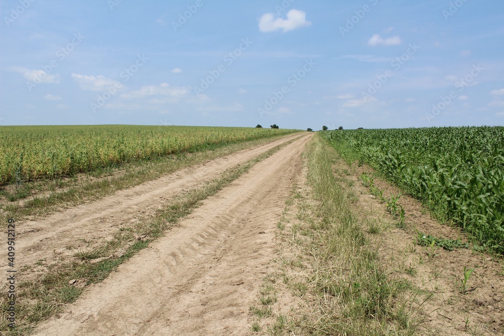 Landscape with dirt road on the agricultural field where grows maize and pea.