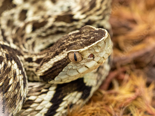 Jararaca Snake (Bothrops Jararaca) . Poisonous brazilian snake.